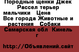 Породные щенки Джек Рассел терьер-мальчики › Цена ­ 40 000 - Все города Животные и растения » Собаки   . Самарская обл.,Кинель г.